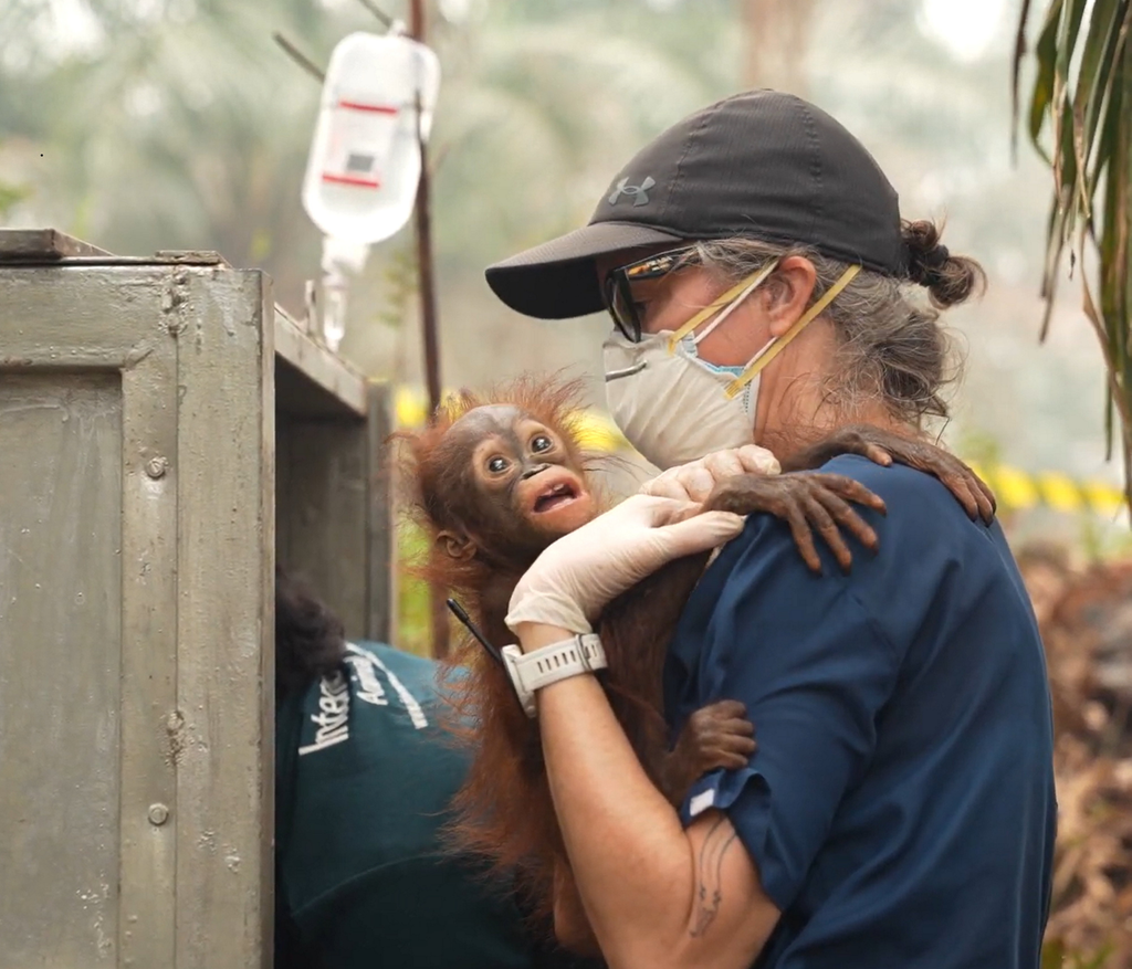 Baby orangutan rescued from Indonesian wildfires