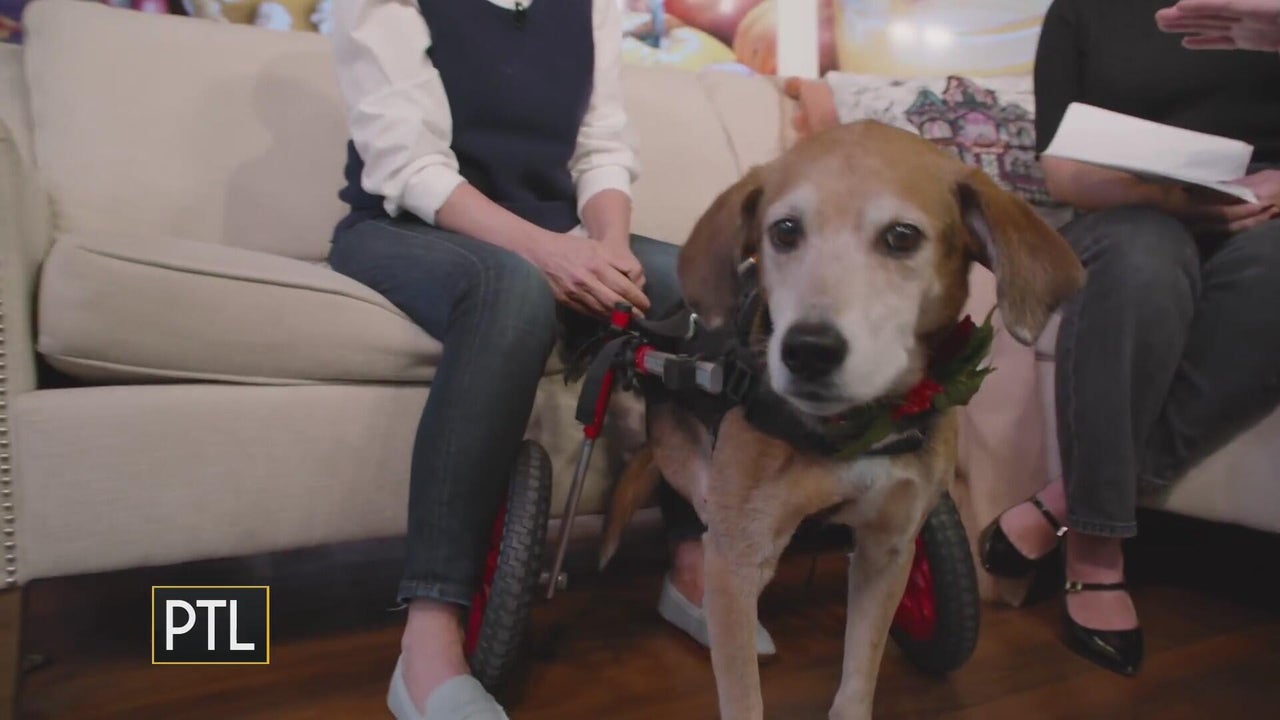 Boone the bow-tie-wearing beagle is here to promote upcoming event