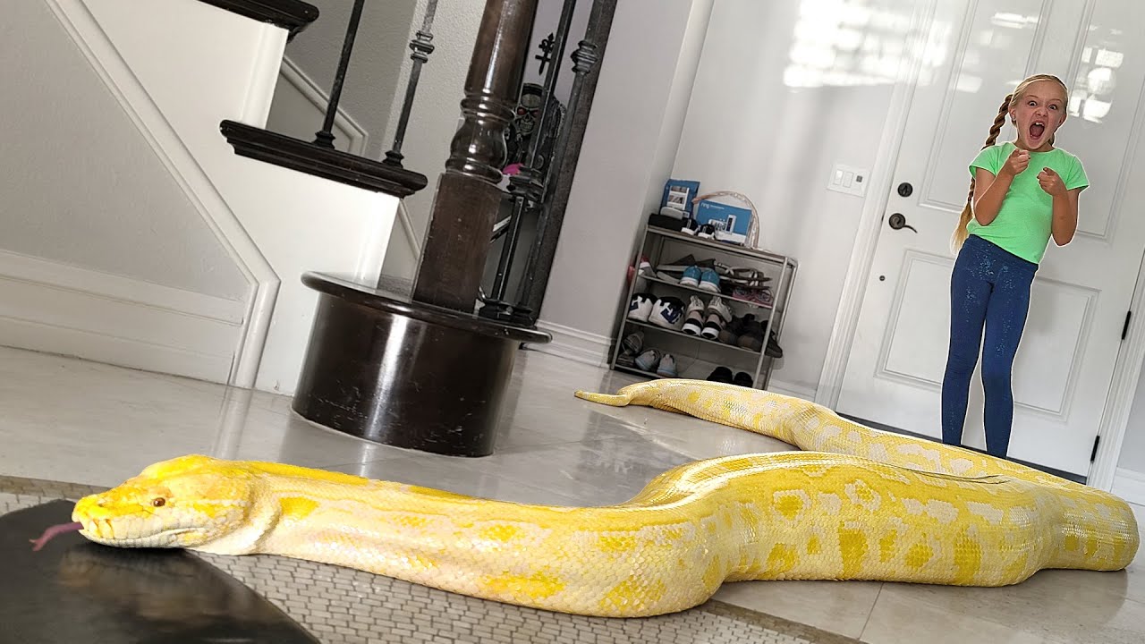 Giant snake loose in our house!