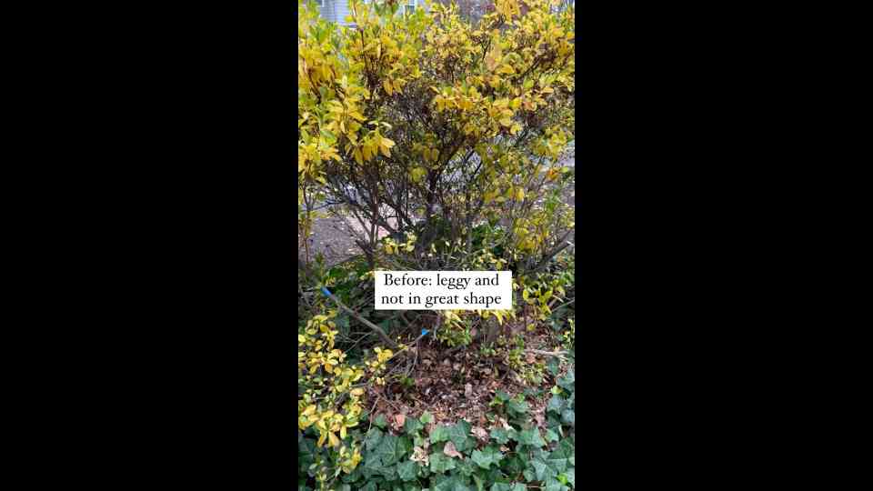 Yes, you can prune azaleas!🌸 ️ Just don’t make this timing mistake