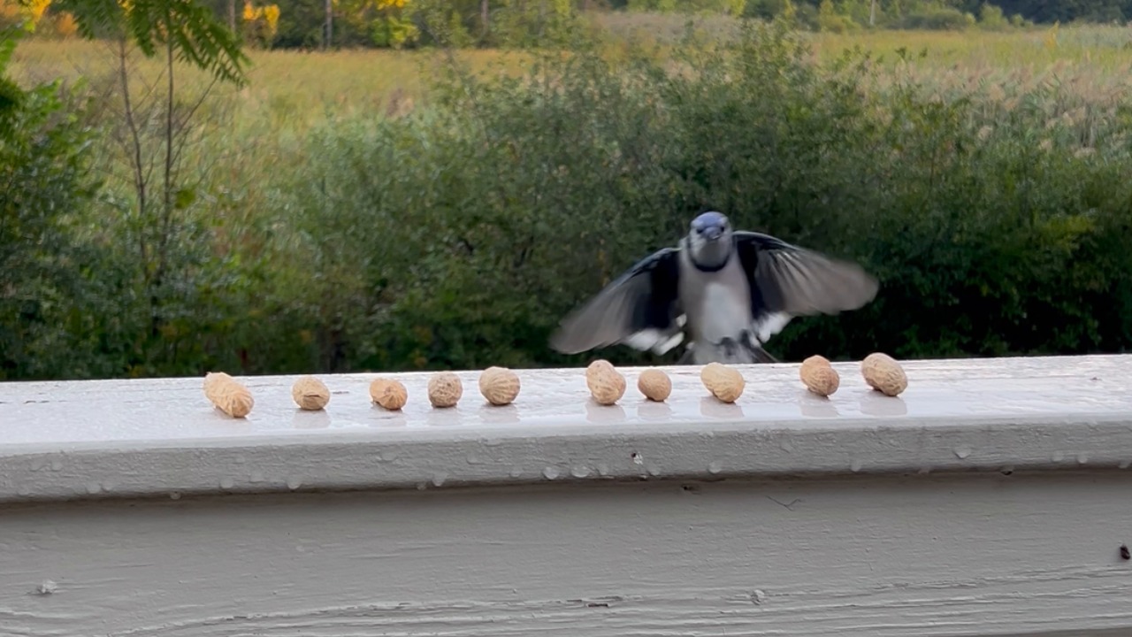 Birds sweep in to clear peanuts from deck