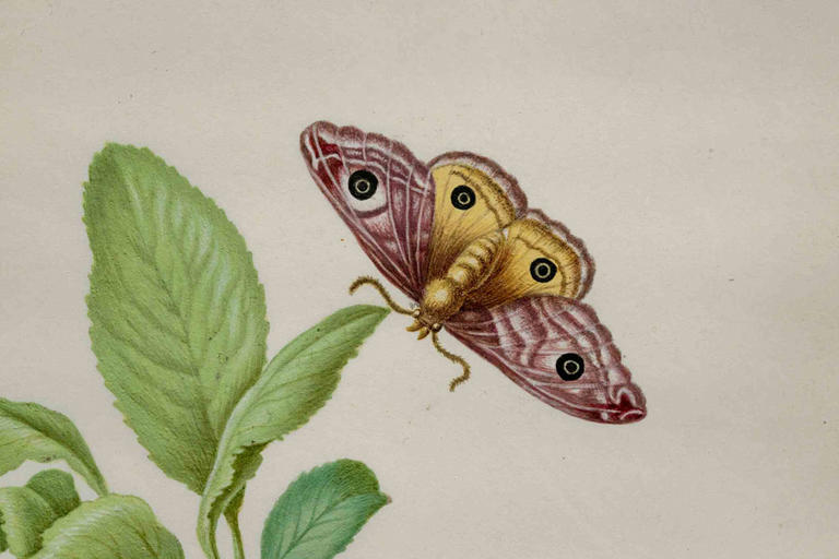 Moths in art history: centuries of creativity reveal the beauty of a ...