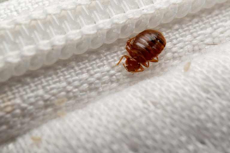 Oakmont Carnegie Library temporarily closed after bedbug discovery