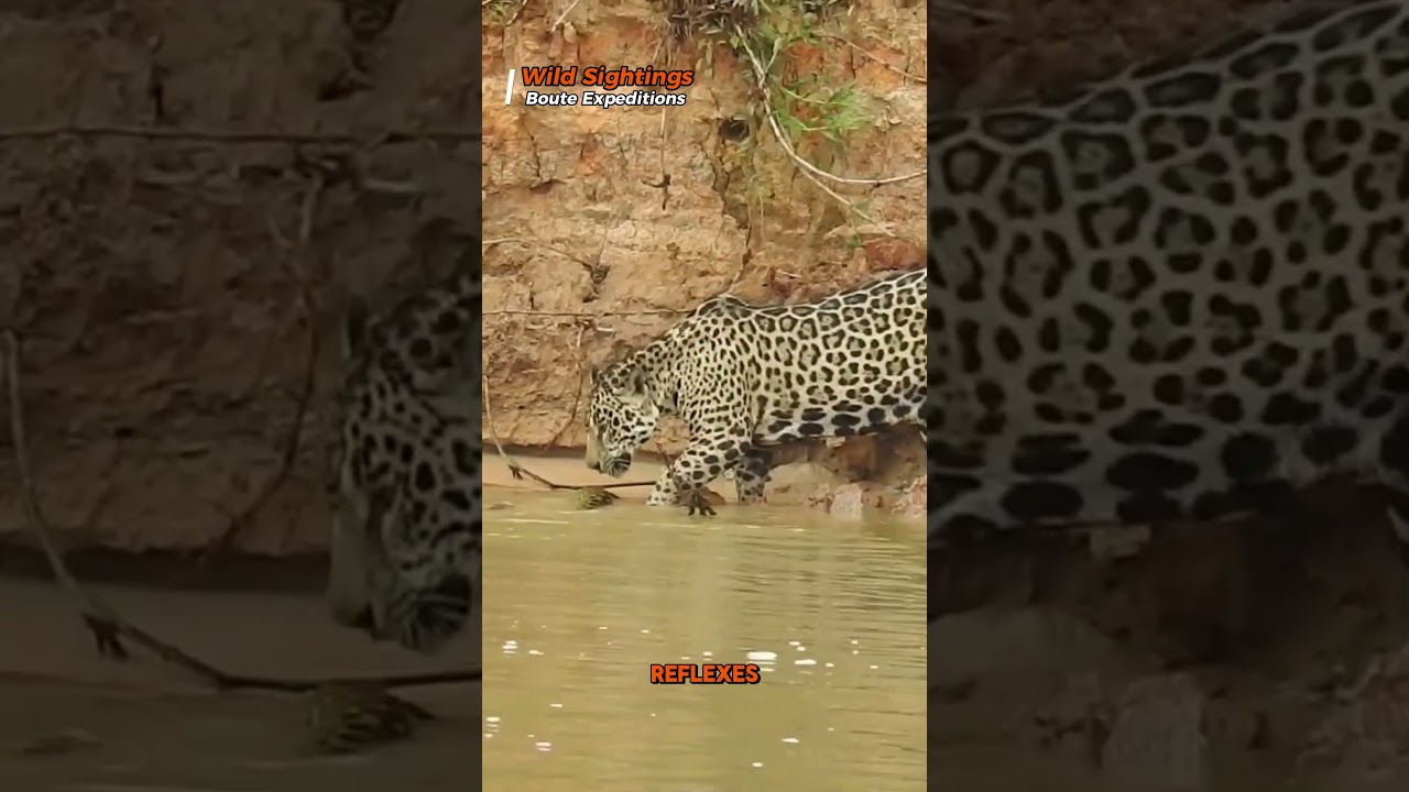I watched a jaguar meet an anaconda 😳