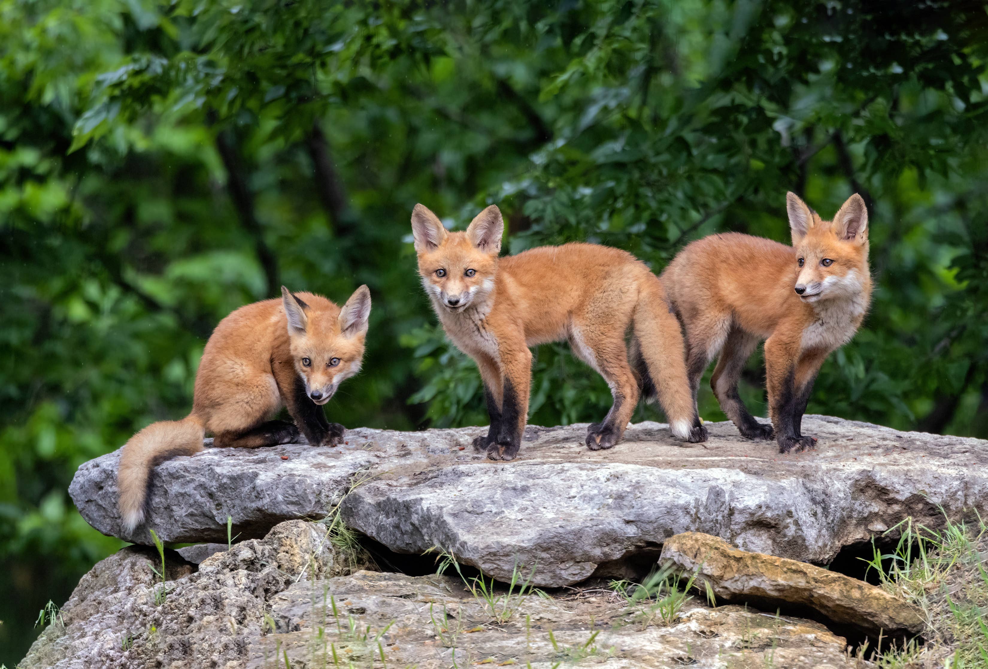 Discover the unique names for a group of foxes: skulk and leash explained
