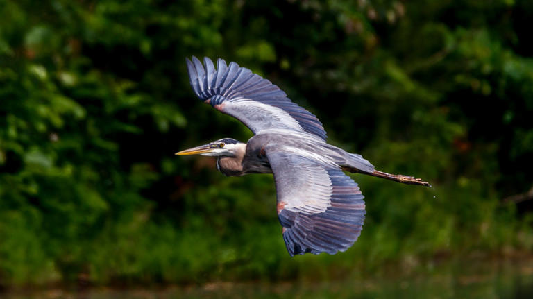 Kentucky's wildlife-filled state park has a scenic lake and forest for ...