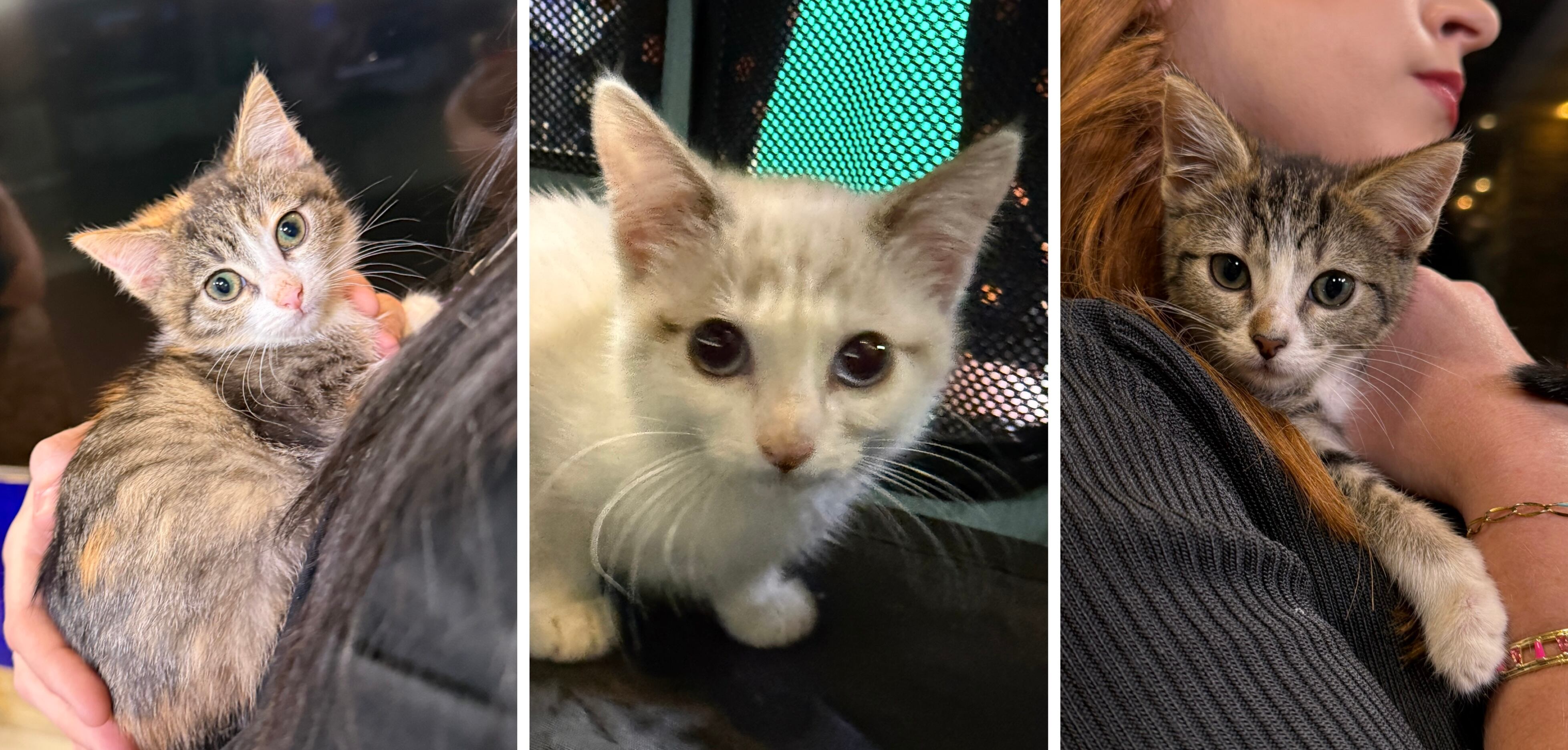 Adopt a pet: Meet Rarity, Fluttershy and Applejack!