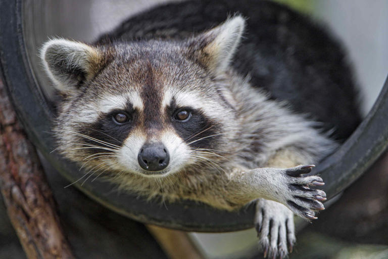 How to keep raccoons out of your trash cans, according to an expert