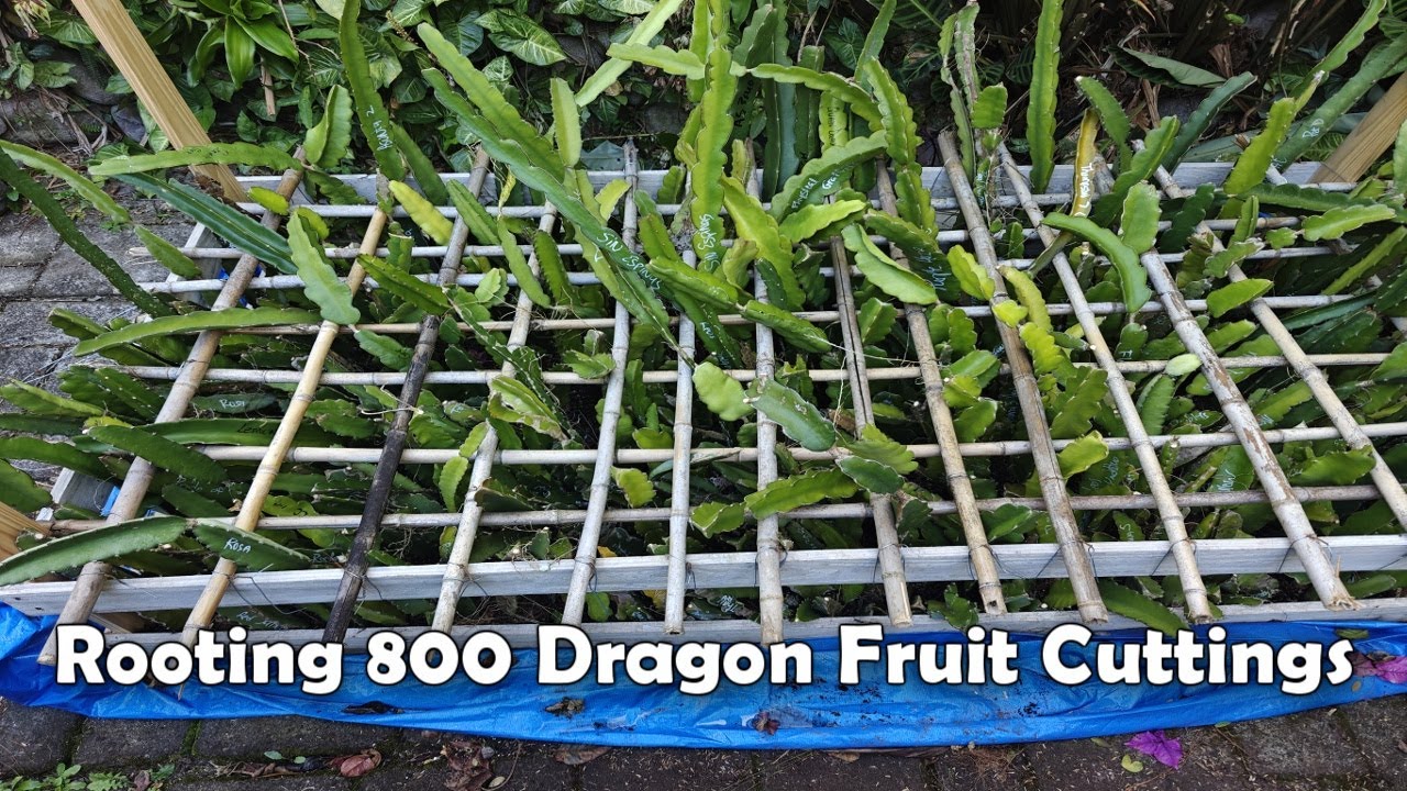 How we root 800 dragon fruit cuttings in a small space