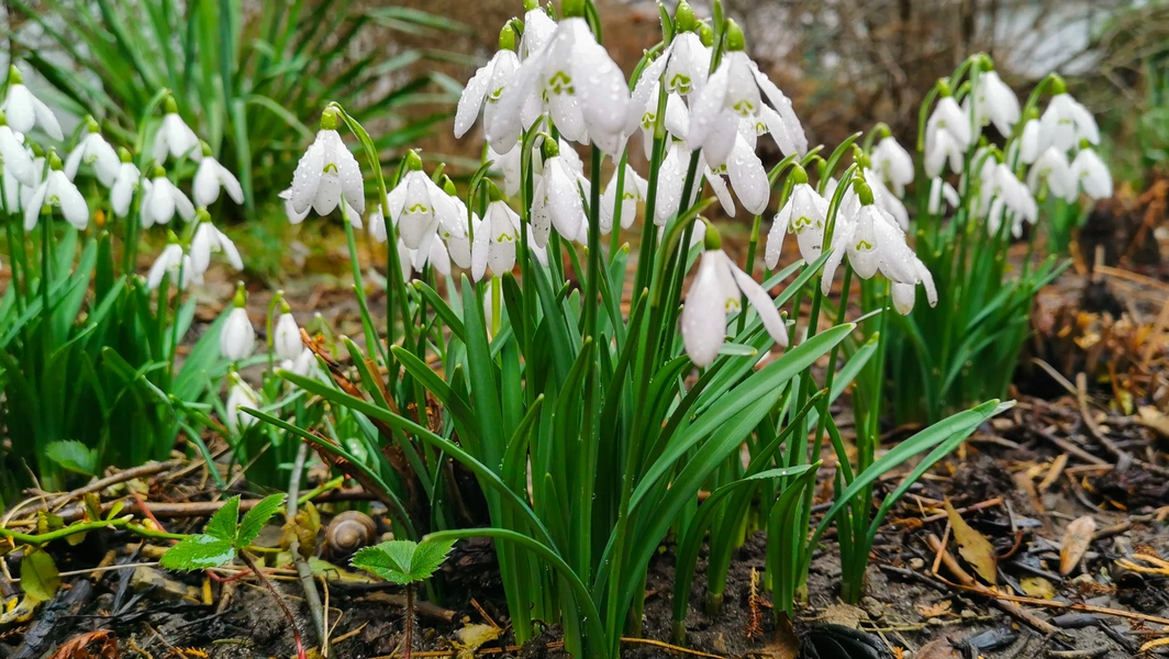 Seasonal plants for year-round garden color