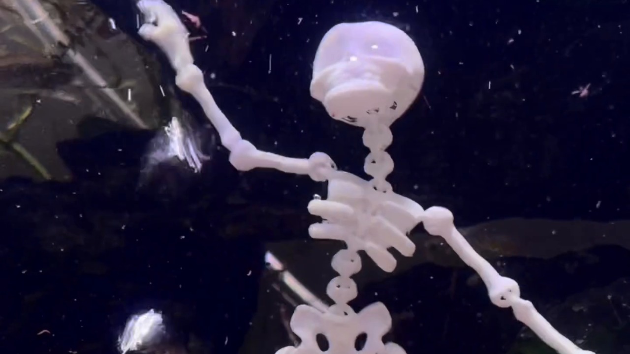 Skeleton suddenly starts breakdancing in fish tank
