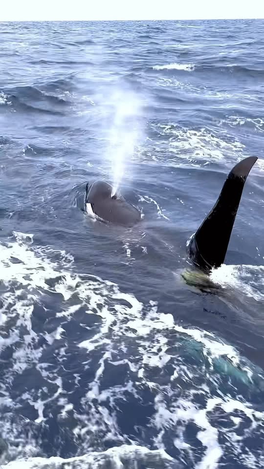 Orca tail slap creates unforgettable ocean moment