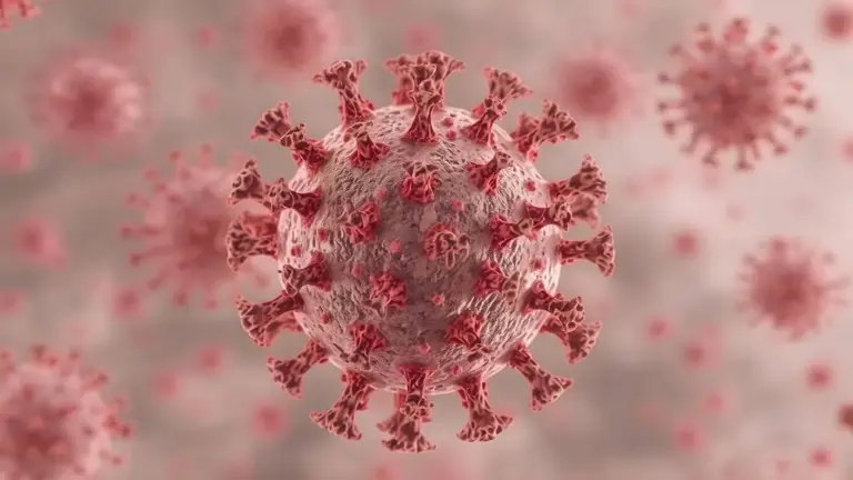 What is Shamonda virus? France confirms first human case; symptoms ...