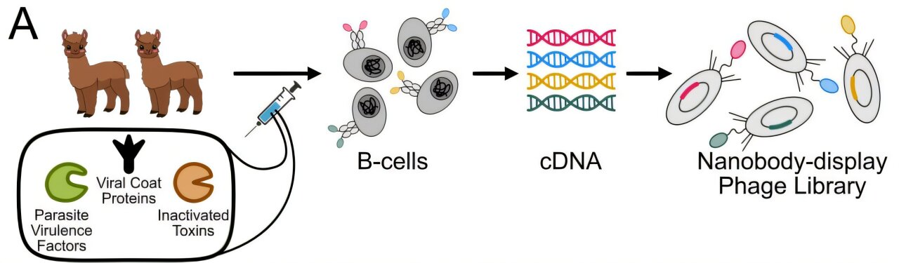 When computer science meets the alpaca immune system