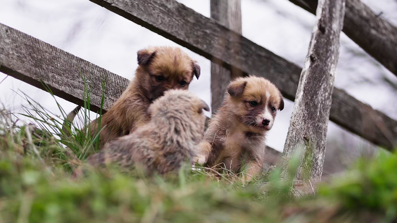 Watch these happy puppies