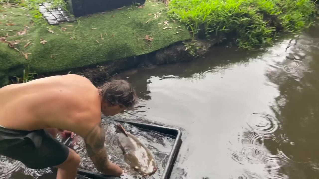Paul Cuffaro joins a trade involving Pokémon cards and pet fish