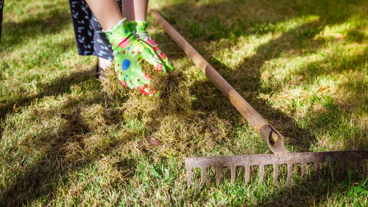 Should you aerate or dethatch your lawn this fall? Here’s how to choose
