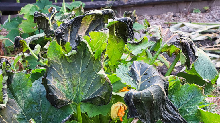 Is it frost damage or natural dieback? How to tell what’s happening to ...