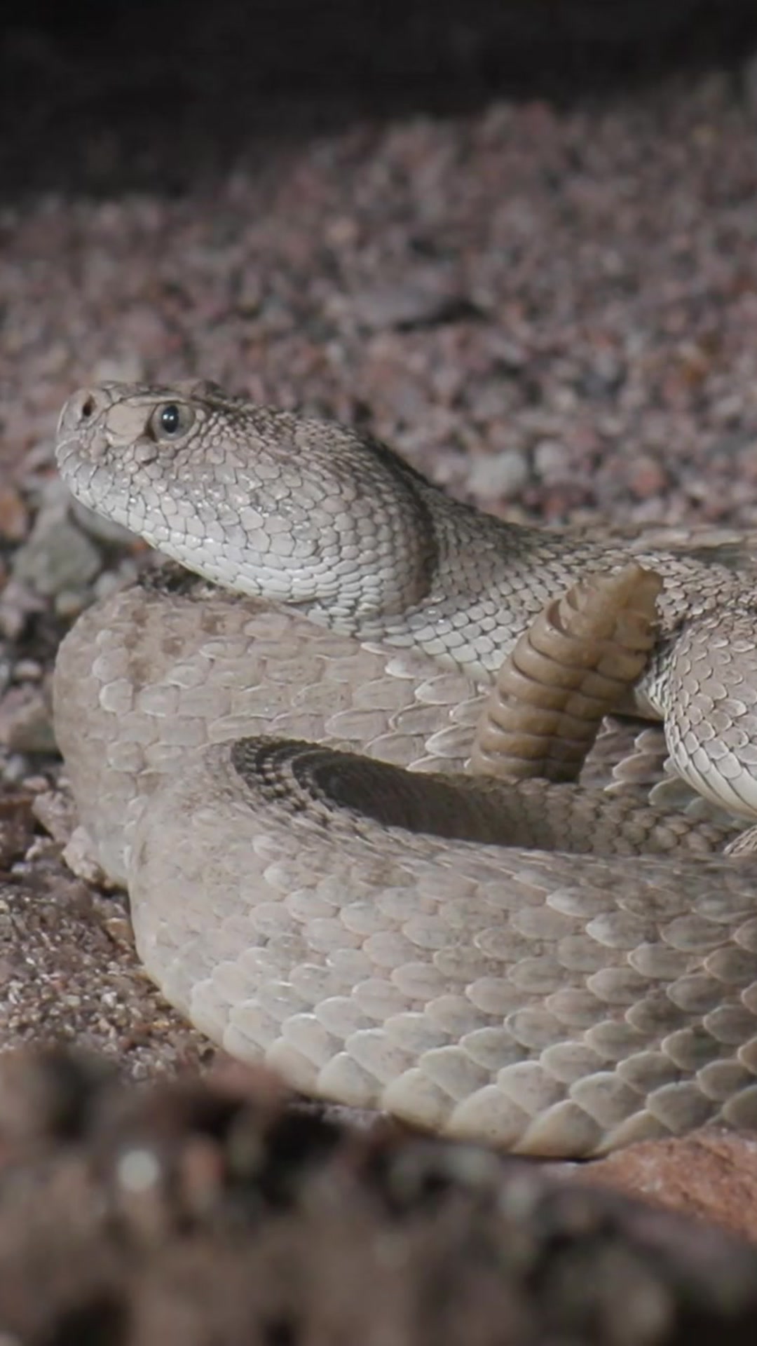 The giant western diamondback rattlesnake catch