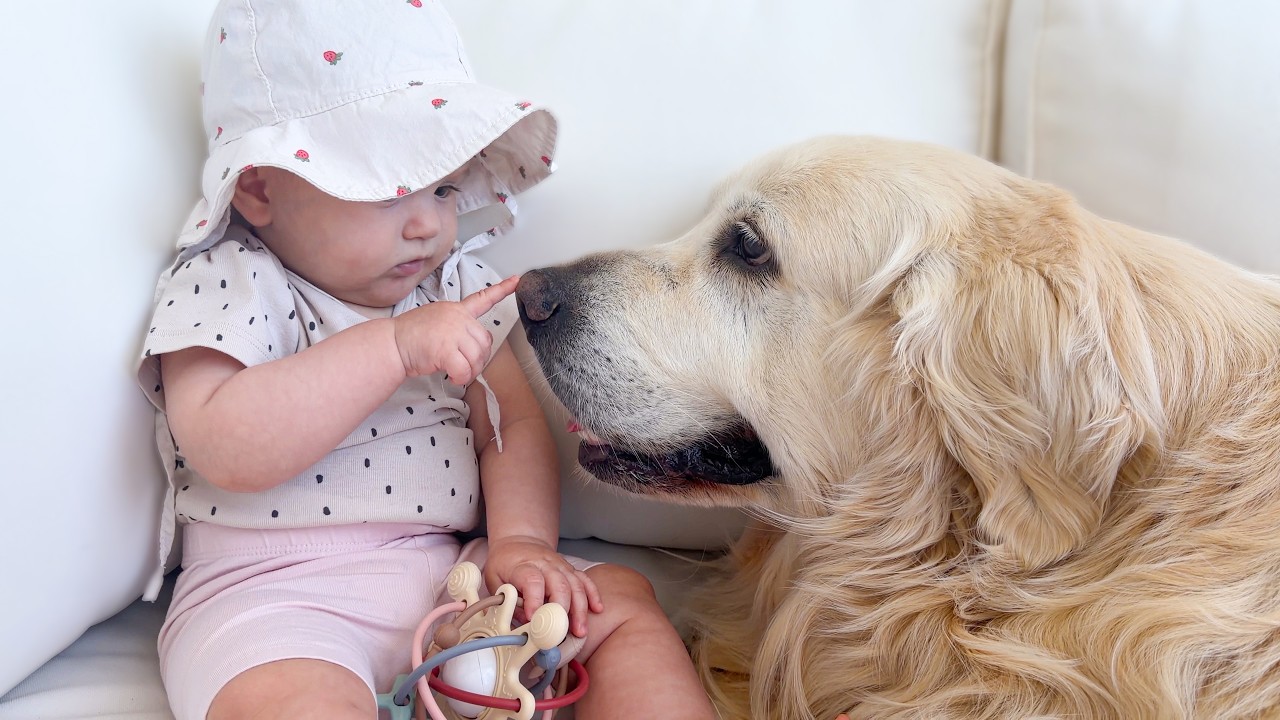 How does a golden retriever react to baby's boop?