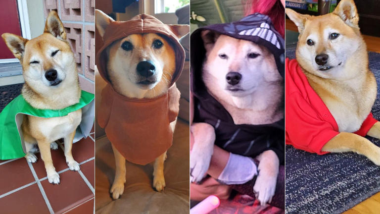 San Diego experts say pets aren't Halloween props