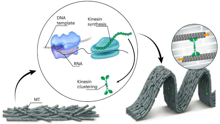 DNA programs a cell-free material to build its own motors and move