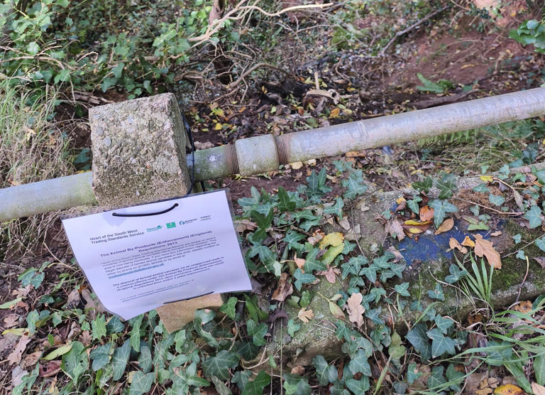 Dead goats are being dumped in a forest and no one knows why