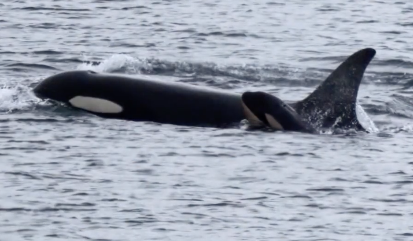 Orca who went on 'tour of grief' is a mom again