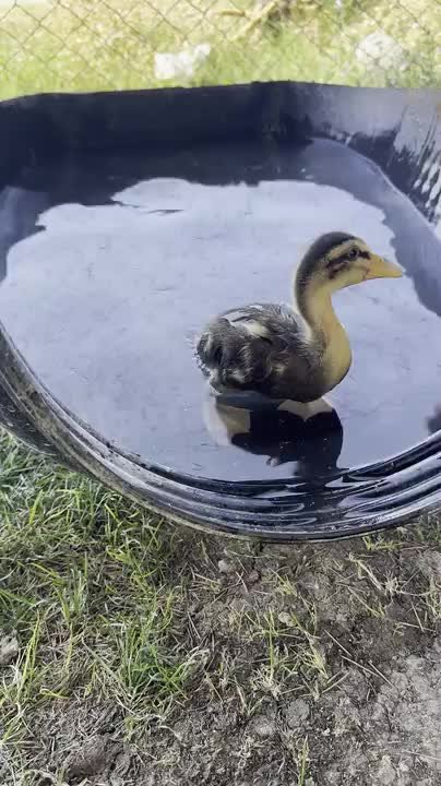 Duckling enjoys peaceful swim in cut-down bucket