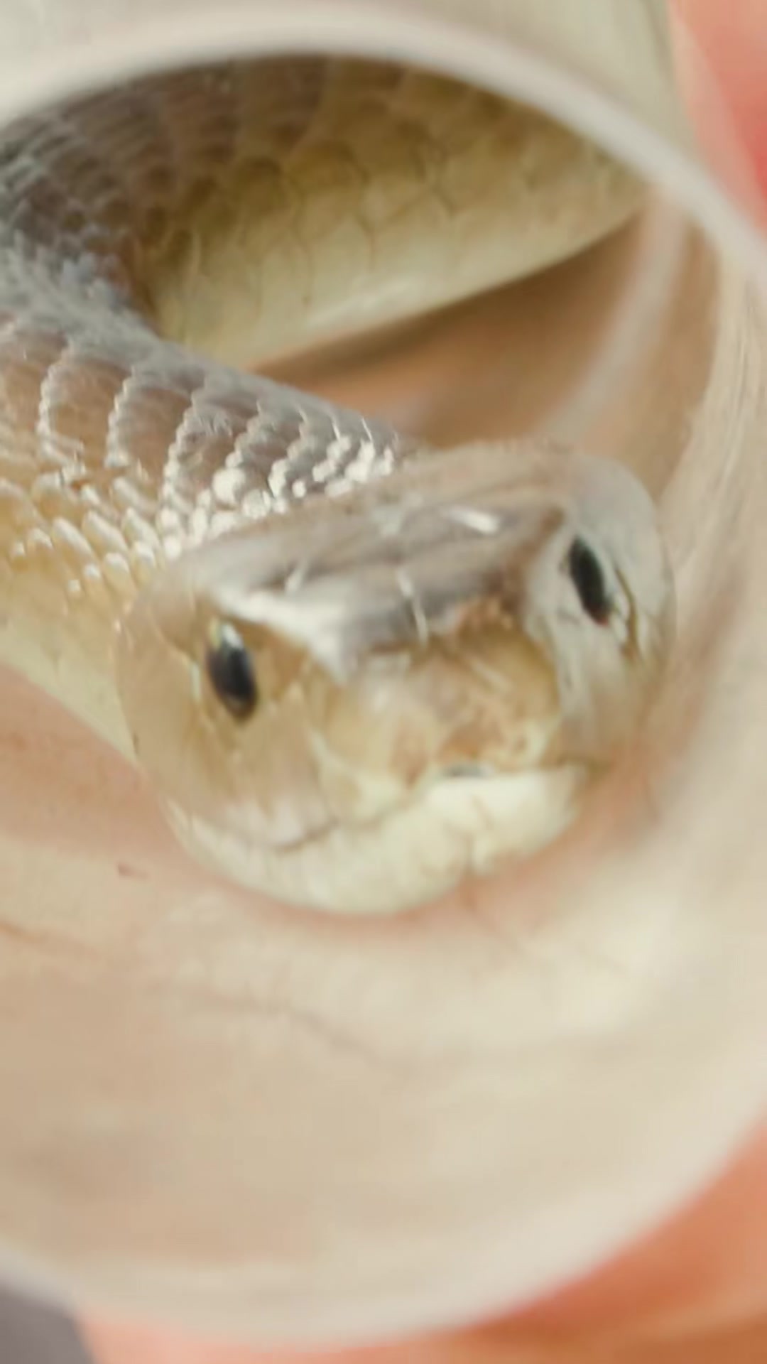 The black mamba rescue that could go wrong in seconds