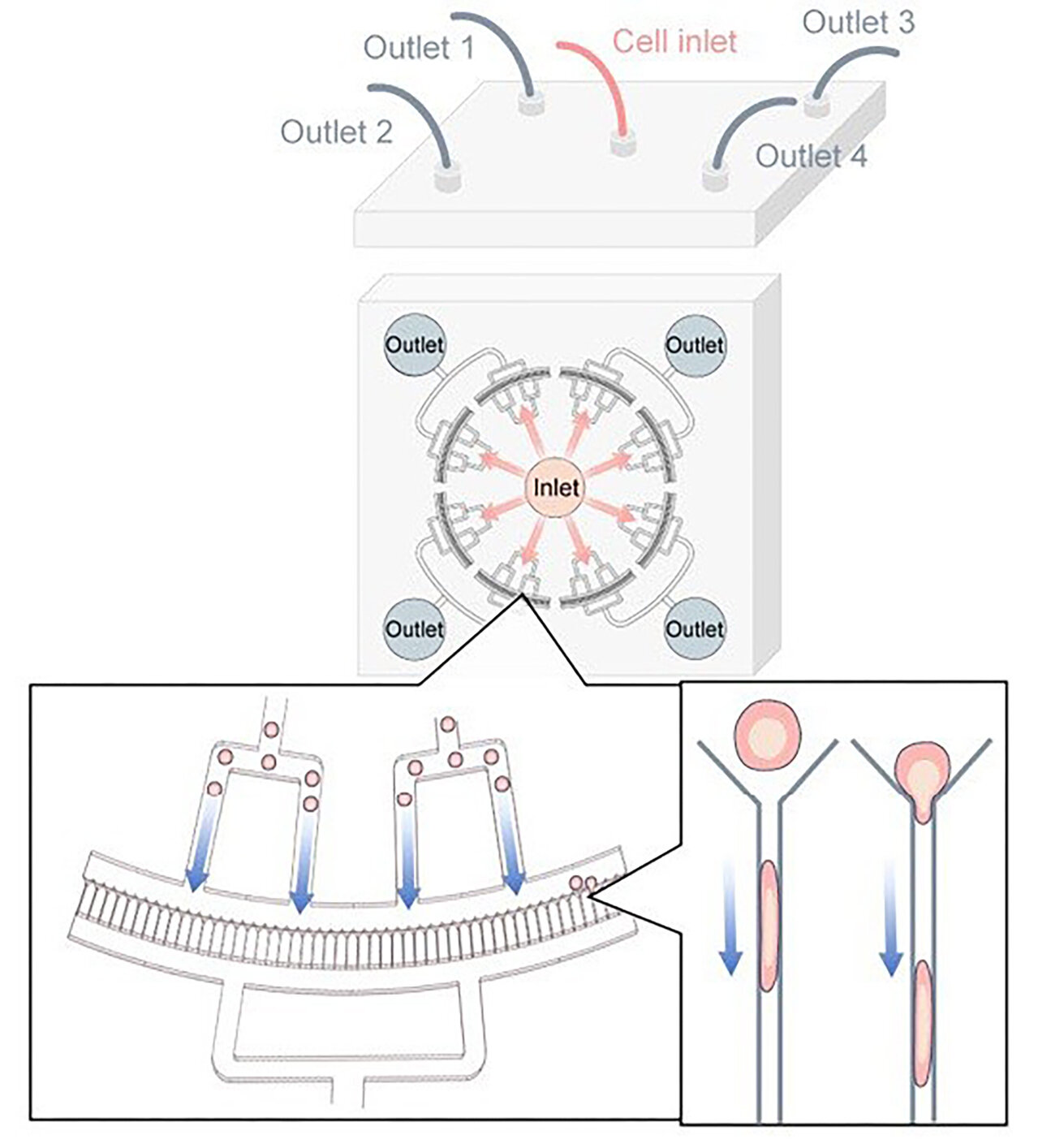 A quick squeeze helps CRISPR turn skin cells into neurons more efficiently