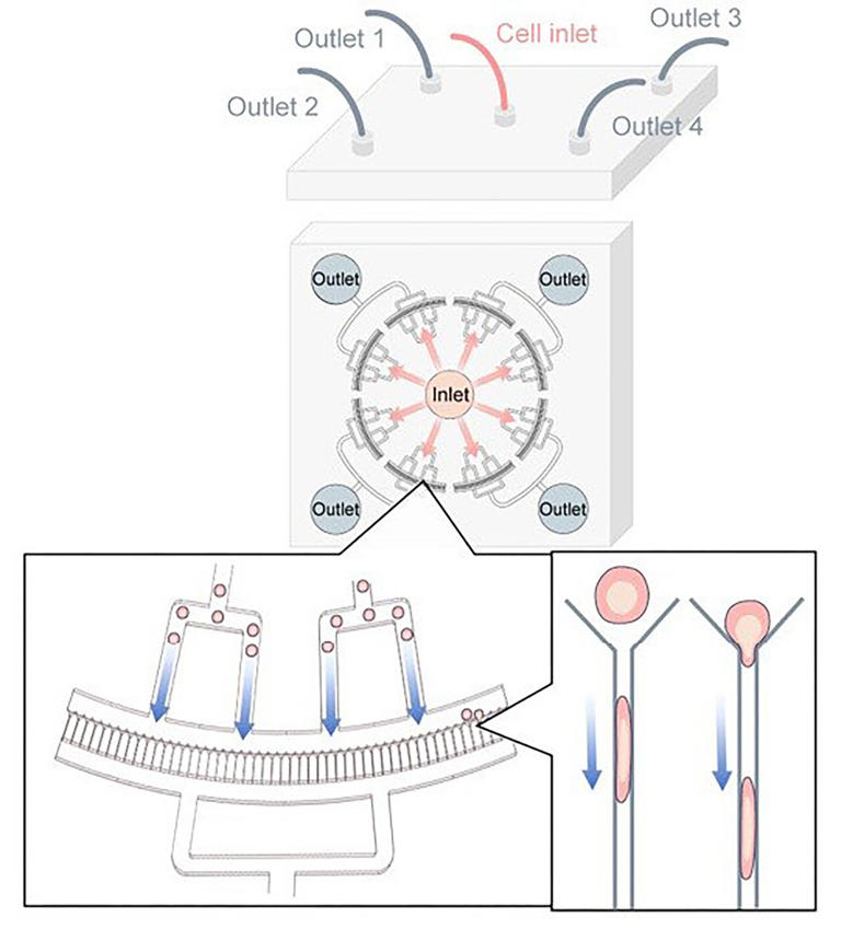 A quick squeeze helps CRISPR turn skin cells into neurons more efficiently