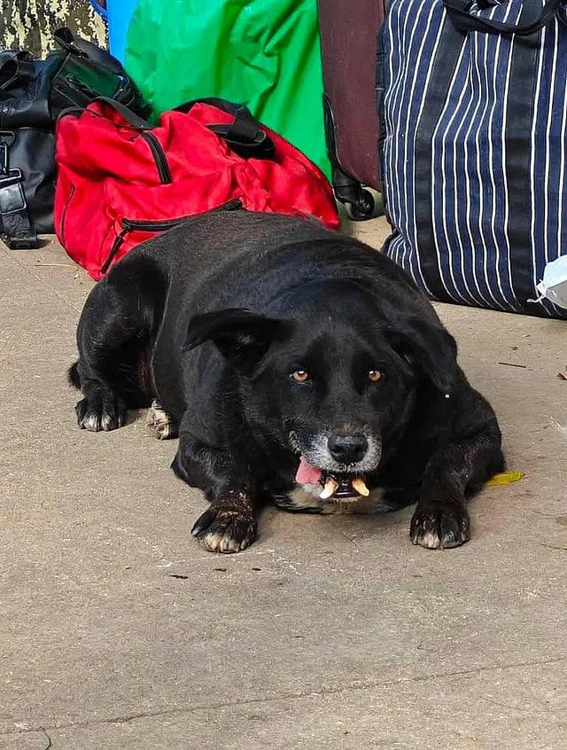 Big fat vote: Bengaluru crowns Goofy as chonkiest dog in viral fat dogs ...