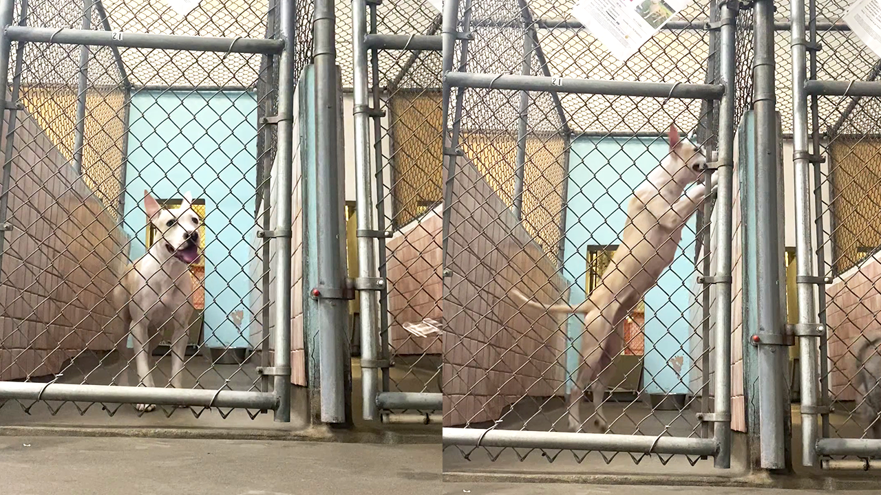 Shelter dog overjoyed to see the kennel staff