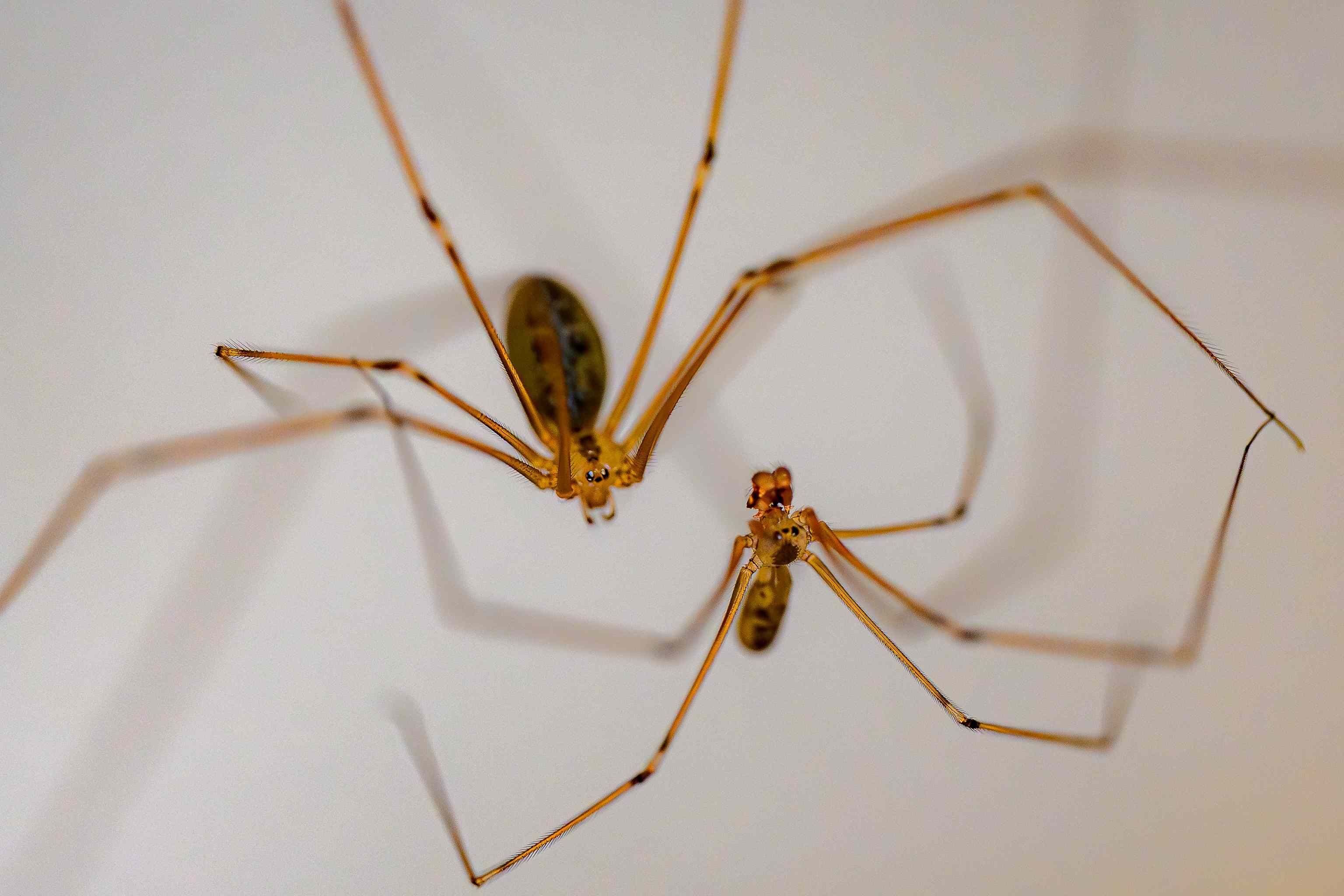 Seeing more spiders in your home this fall? Here’s why they’re showing ...