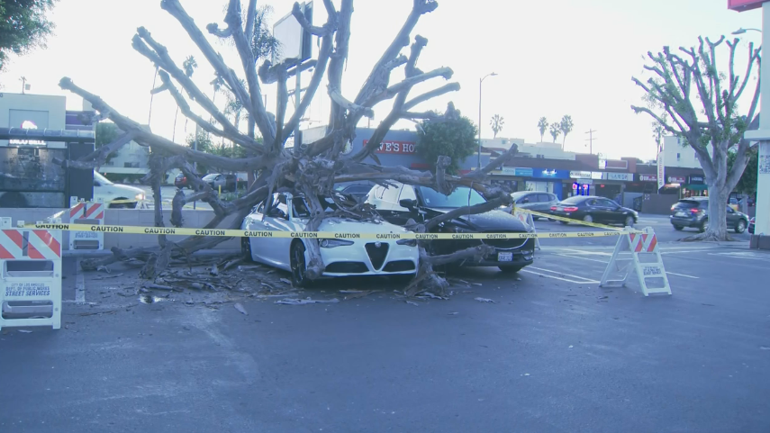 Tree comes crashing down on car in Smart & Final parking lot in Hollywood
