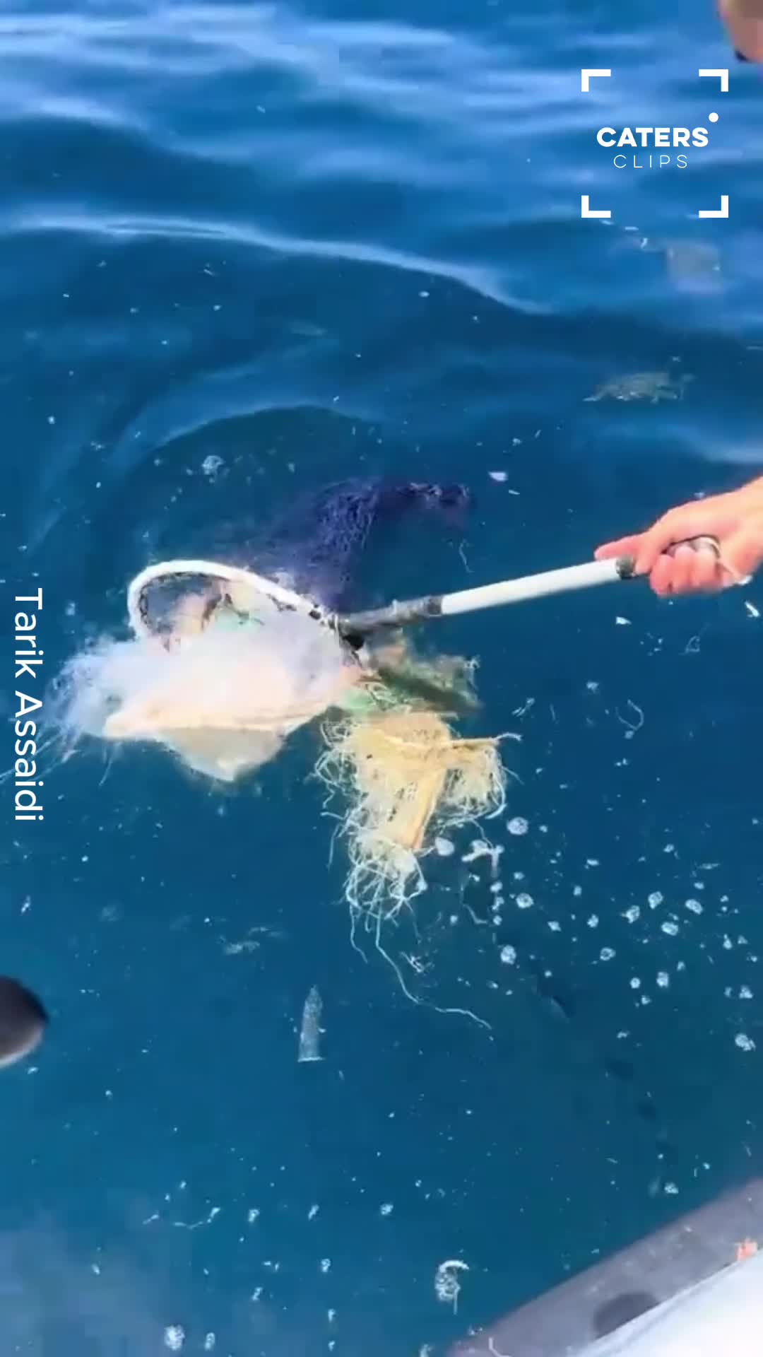 Sea turtle found trapped in waste gets a second chance