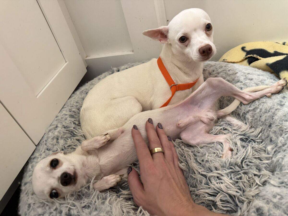 19 chihuahuas rescued from Wake County home. Owner charged with animal ...