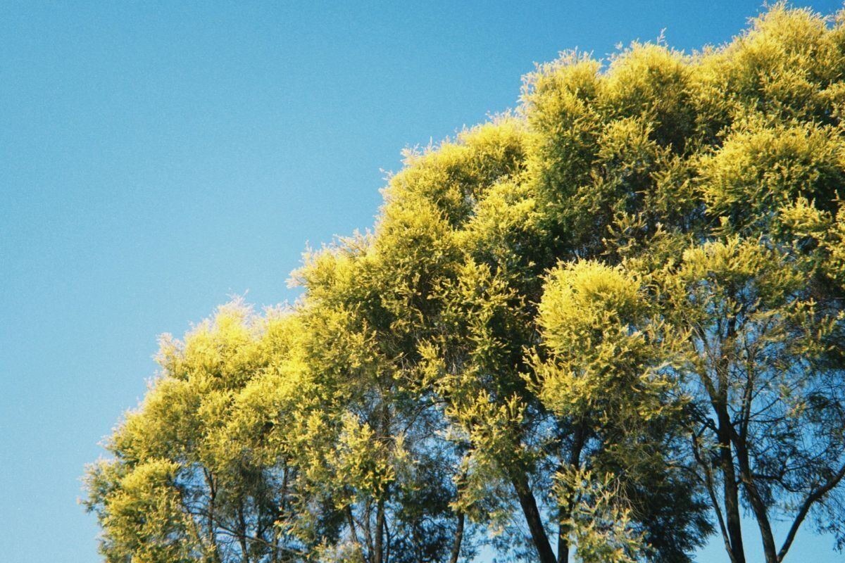 Tree pollen levels are high in Pretoria: Here’s how other cities compare