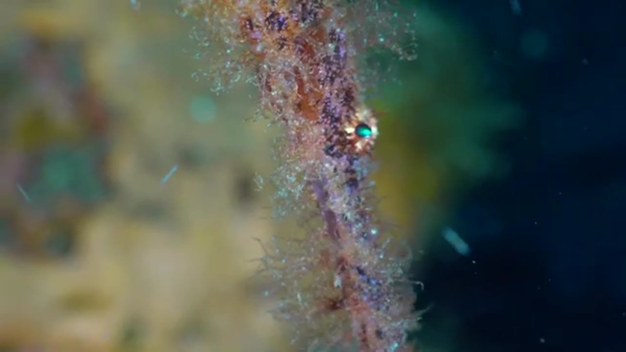 A hairy frogfish appears after years of searching — camera lights bring ...