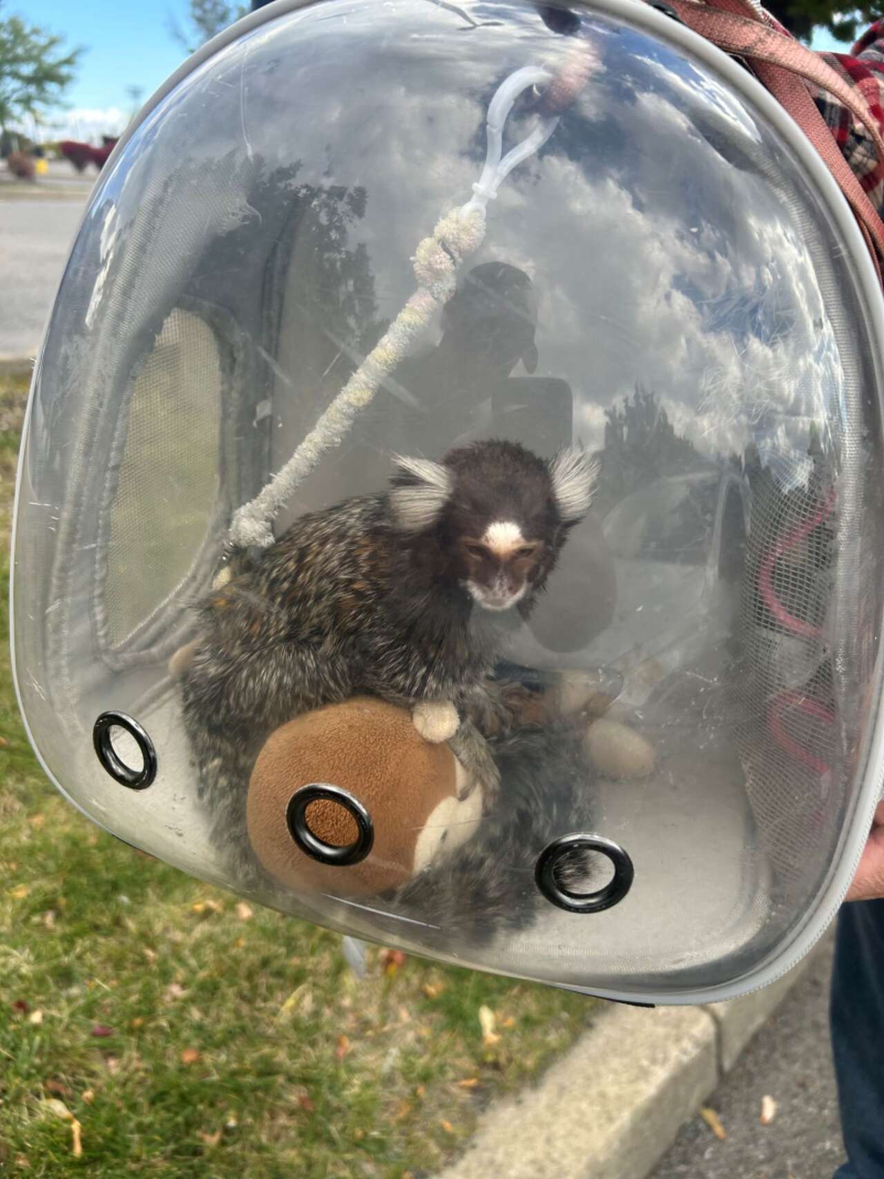 Marmoset sale in Buffalo is latest example of social media fueling ...