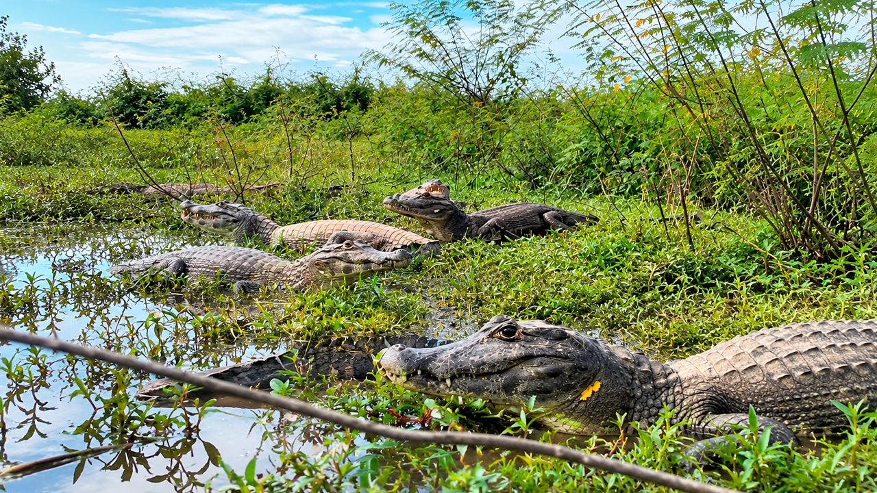 I filmed the crocodiles’ reaction when I came closer