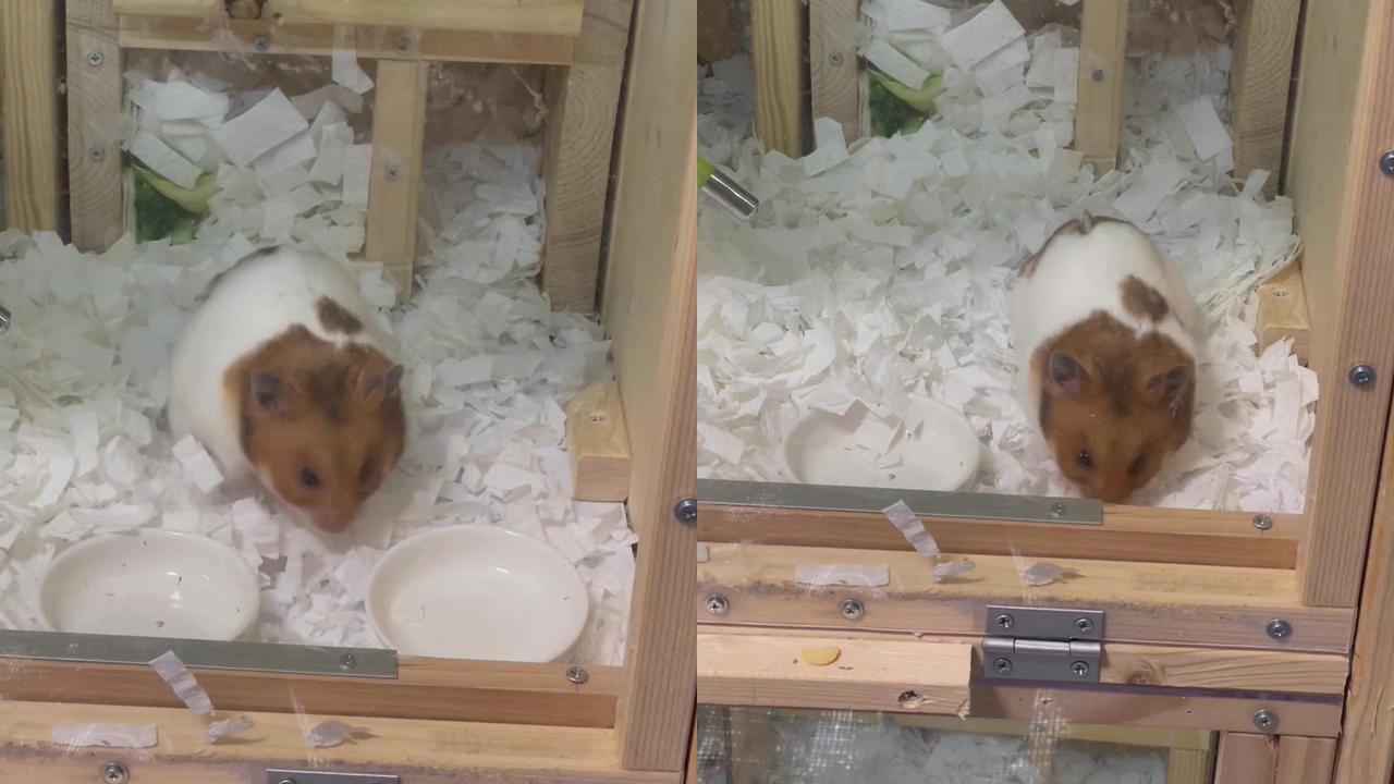 Slightly clumsy but superorganized hamster picks up the dishes after eating