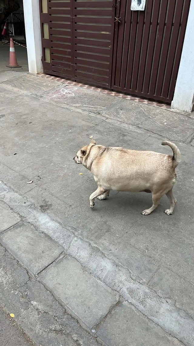 Big fat vote: Bengaluru crowns Goofy as chonkiest dog in viral fat dogs ...