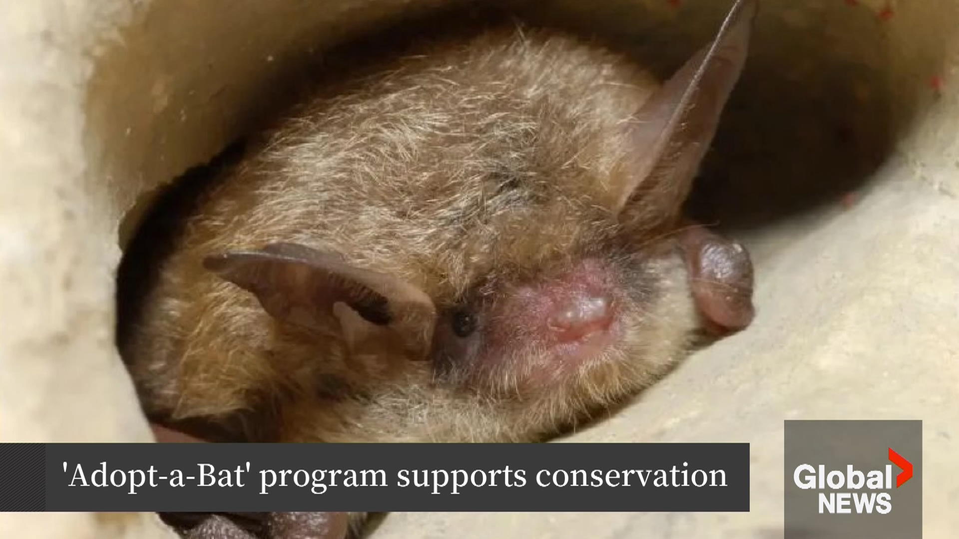 'Adopt-a-Bat' initiative teaches Maritimers about rare microbat species