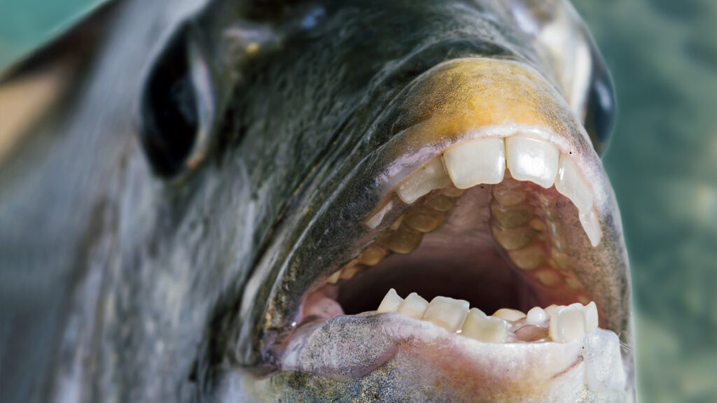 Researchers found a fish that looks like it has human teeth