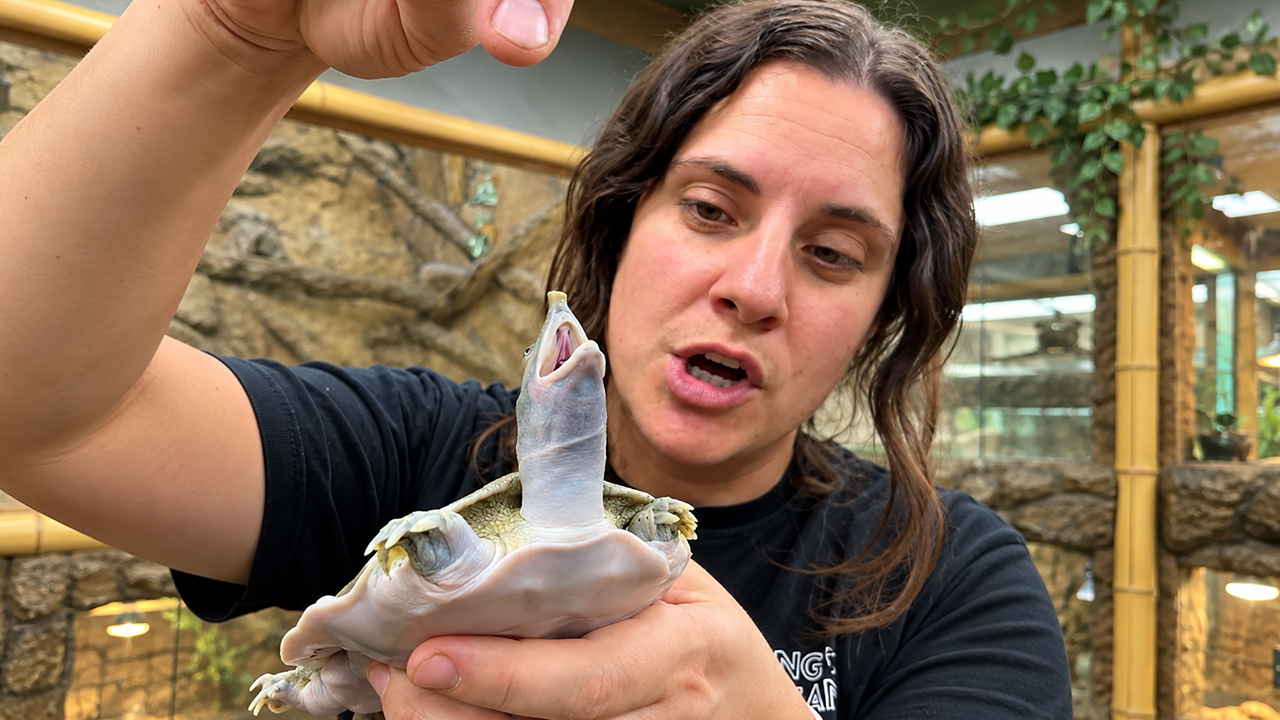 This cute softshell turtle suddenly tries to bite