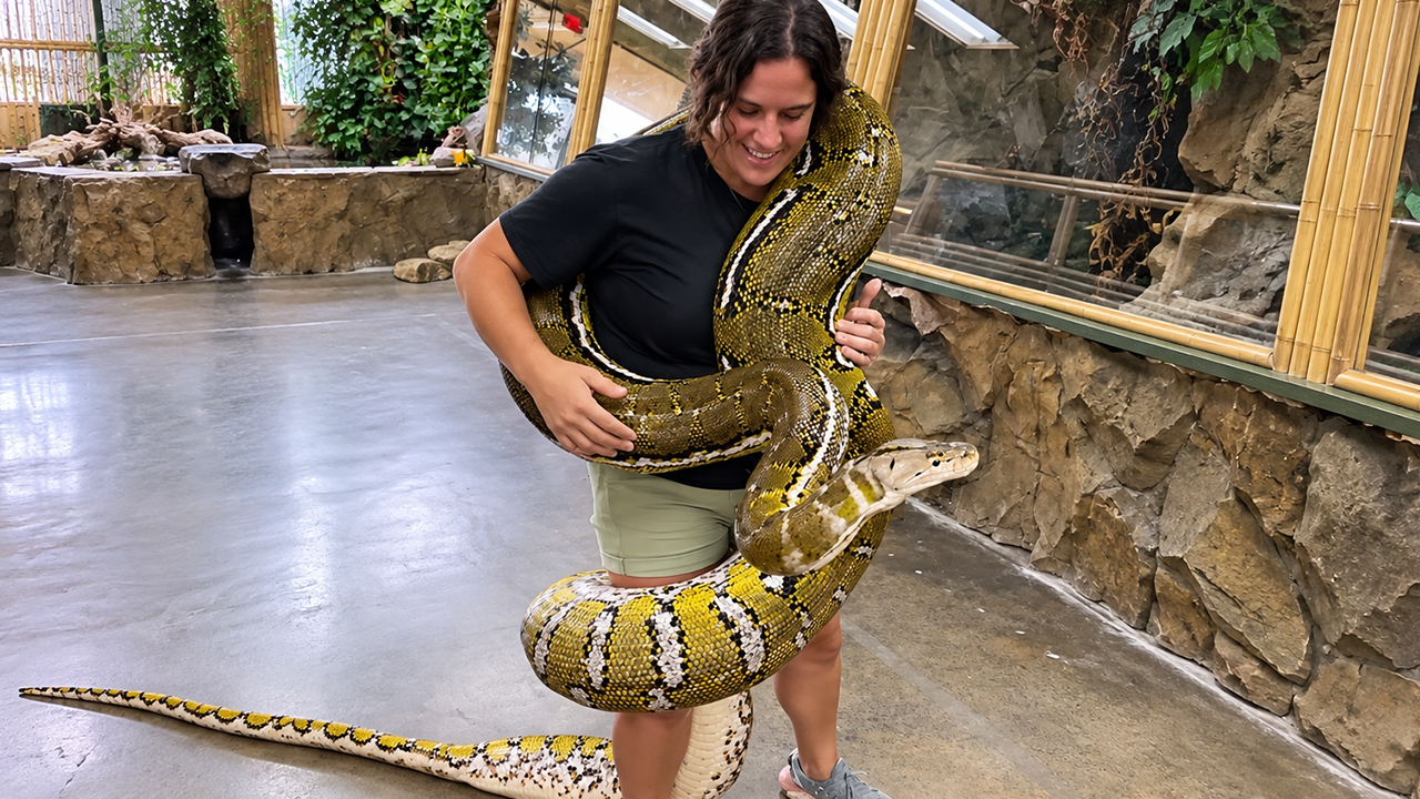 This 19-foot python puts all her weight on the handler