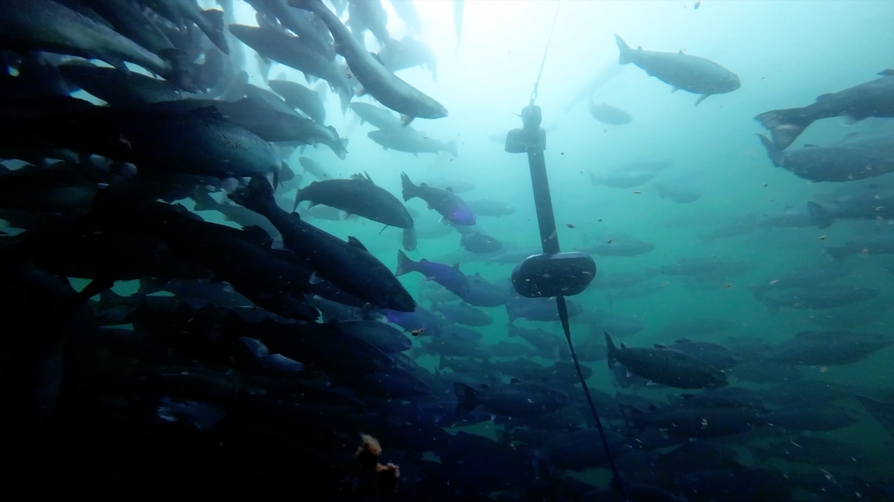 Lasers, robots and AI: The fight to save salmon goes high-tech
