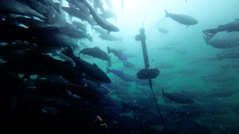 Lasers, robots and AI: The fight to save salmon goes high-tech